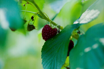 raspberries, maliny, poslkie maliny, późne maliny, maliny w ogrodzie,  © Freshfanpage