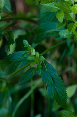 Liście mięty, mint, zielone liście mięty, mięta w ogrodzie.  © Freshfanpage