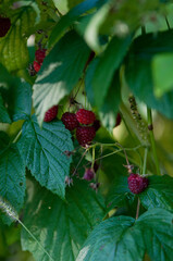 raspberries, maliny, poslkie maliny, późne maliny, maliny w ogrodzie,  © Freshfanpage