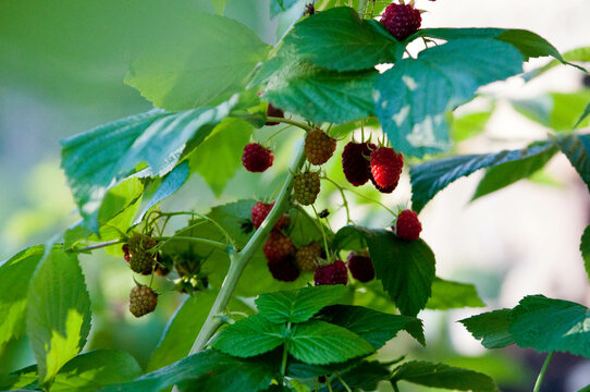 raspberries, maliny, poslkie maliny, p&oacute;źne maliny, maliny w ogrodzie, 