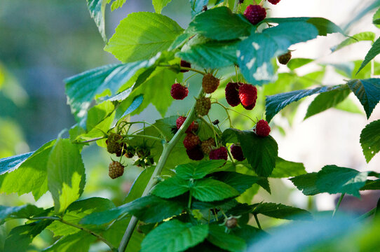 raspberries, maliny, poslkie maliny, p&oacute;źne maliny, maliny w ogrodzie, 