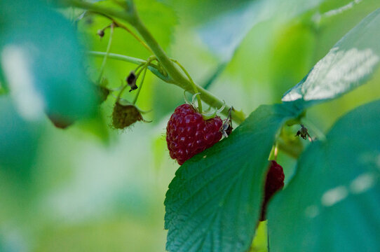 raspberries, maliny, poslkie maliny, p&oacute;źne maliny, maliny w ogrodzie, 