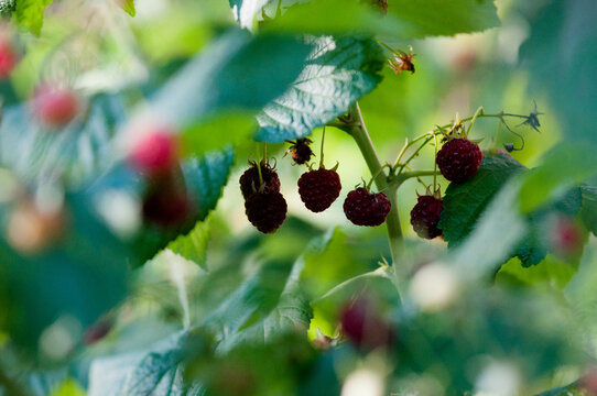 raspberries, maliny, poslkie maliny, p&oacute;źne maliny, maliny w ogrodzie, 
