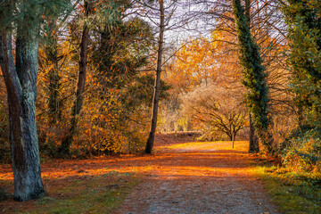 Autumn in the forest with fallen leaves on the ground