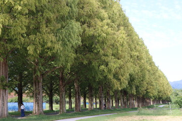 メタセコイア並木ｉｎ滋賀