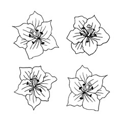 Set of hand drawn flower gladiolus and leaves. Isolated vector. Black outline plant on white background.
