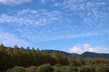 メタセコイア並木ｉｎ滋賀