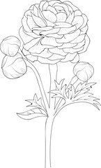 Branch of roses, ranunculus, Buttercup, flower leaf buds coloring page and book,  outline vector sketch hand drawn illustration, isolated on white background clip art.
