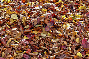 autumn leaves