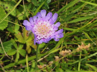 Flower of Scabiosa caucasus close-up in the Kislovodsk National Park. Kislovodsk, North Caucasus, Russia.