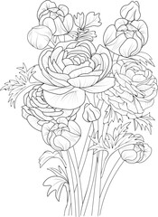 isolate botanical branch of leaves collection bouquets of ranunculus flower coloring page vector sketch engraved ink art
 