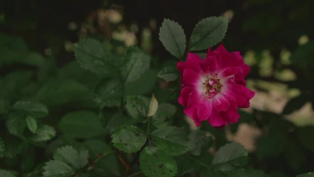 Pink rose on a dark green background. High quality photo