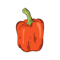 bulgarian pepper in color, hand drawing, hatching