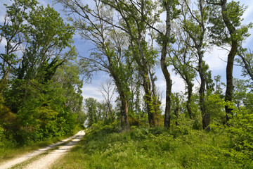Fototapeta premium Virgin forest in Nestos Delta national park, Greece // Urwald im Nationalpark Nestos-Delta, Griechenland