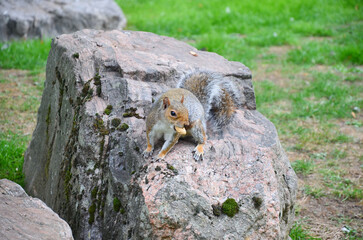 A squirrel with a peanut on a large gray rock