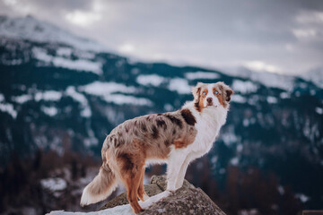 Red Merle Australian Shepherd im Schnee