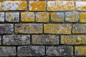 fragment of a brick wall covered with mold