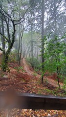 autumn in the forest