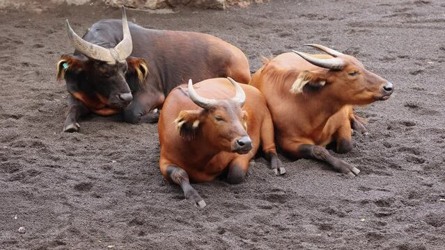 The African Forest Buffalo, Syncerus Caffer Nanus, also known as the Dwarf Buffalo or the Congo Buffalo