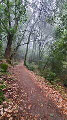 path in the forest