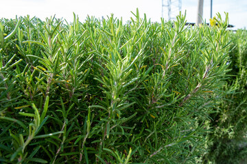 green rosemary plants