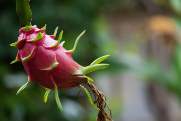 Red dragon fruit on plant.