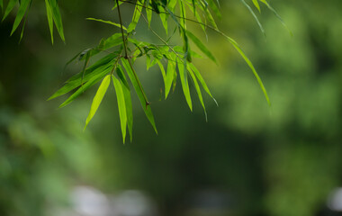 beautiful green leaf bamboo background