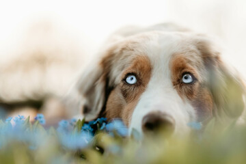 Red Merle Australian Shepherd