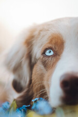 Red Merle Australian Shepherd