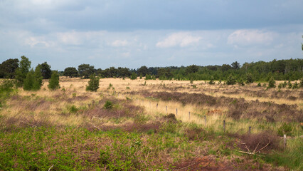 Fototapeta na wymiar Typical landscape of Dutch National Park De Groote Peel, Nederweert, Limburg, Netherlands