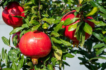 pomegranates italian farm tree