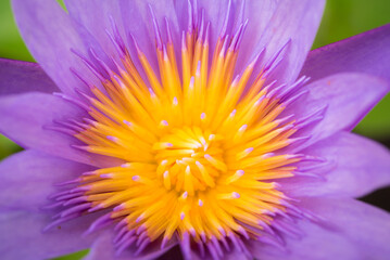 Close up Pink lotus flower, purple waterlily