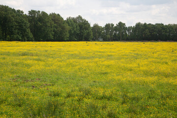 Flowery meadow, yellow from buttercups in Dutch National Park De Groote Peel, Nederweert, Limburg, Netherlands