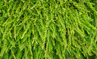 green leaves background