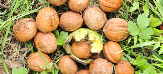 fresh walnuts are collected in the fall