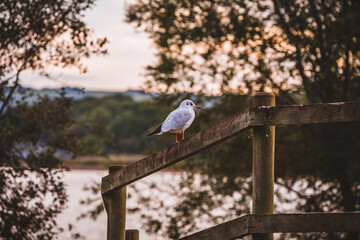 Bird resting in wooden fence