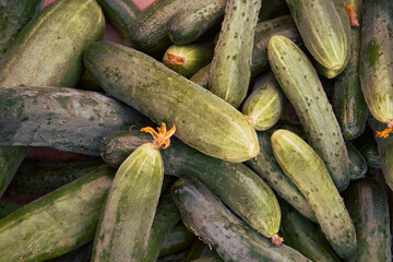 Lots of green cucumbers close-up, grown and harvested vegetables, agriculture. Selective selective focus