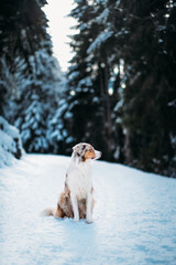 Red Merle Australian Shepherd im Schnee