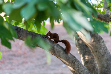 Ardilla en el árbol