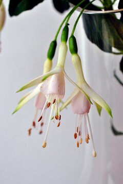 White Fuchsia Hawkshead Summer Flower