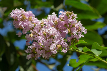 Obraz na płótnie Canvas Lagerstroemia indica (crape myrtle) blooms in the garden with beautiful pale lilac flowers. Closeup. israel