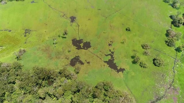 Drone capture the green rain forest of the Amazonas and the river Amazon River located in Brazil