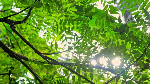 Green plant nature tree forest jungle sun fresh sun leaf