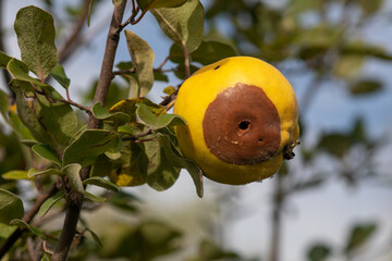 Rotten apple quince on the fruit tree, Monilia laxa infestation plant disease