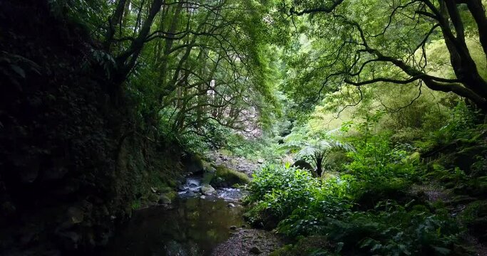 Drone flying through prehistoric forest of laurel vegetation in subtropical landscape