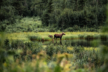 moose cow and calf in a lake