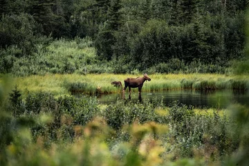 Keuken foto achterwand Denali moose cow and calf in a lake