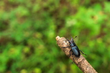 Stag beetle on a branch