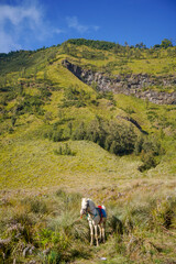 Horse on savanna field at Bromo Tengger Semeru National Park, East Java, Indonesia