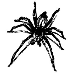 black scary spider for halloween